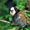 Aesthetic Marmoset Animal diamond painting