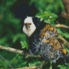 Aesthetic Marmoset Animal diamond painting