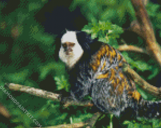 Aesthetic Marmoset Animal diamond painting