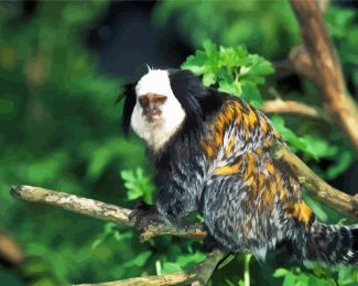 Aesthetic Marmoset Animal diamond painting