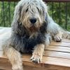 Aesthetic Otterhound diamond painting