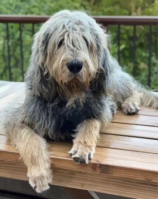 Aesthetic Otterhound diamond painting