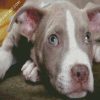 Aesthetic Pitbull Dog diamond painting