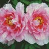 Aesthetic Pivoines diamond painting