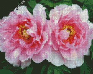 Aesthetic Pivoines diamond painting