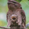 Aesthetic Potoo diamond painting