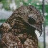 Aesthetic Potoo Bird diamond painting