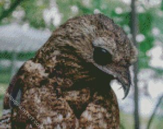 Aesthetic Potoo Bird diamond painting