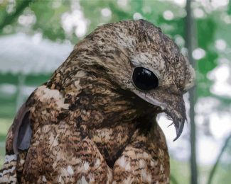 Aesthetic Potoo Bird diamond painting