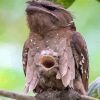 Aesthetic Potoo diamond painting