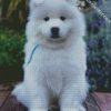 Aesthetic Samoyed diamond painting