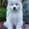 Aesthetic Samoyed diamond painting