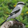 Aesthetic Shrike Illustration diamond painting