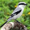 Aesthetic Shrike Illustration diamond painting