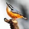 Aesthetic Beautiful Nuthatch Bird diamond painting