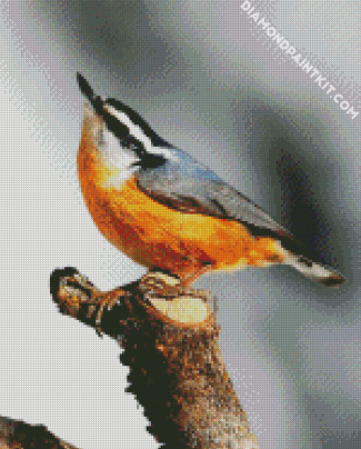 Aesthetic Beautiful Nuthatch Bird diamond painting