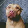 Aesthetic Beige Pitbull diamond painting