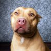 Aesthetic Beige Pitbull diamond painting