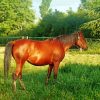 Aesthetic Brown Mare diamond painting