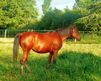 Aesthetic Brown Mare diamond painting