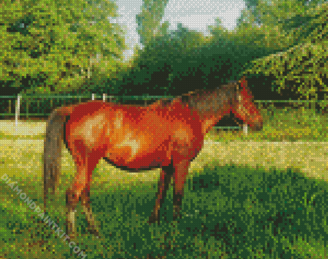 Aesthetic Brown Mare diamond painting