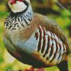 Aesthetic Partridge Bird diamond painting