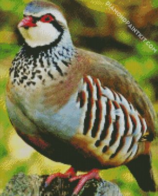 Aesthetic Partridge Bird diamond painting