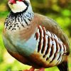 Aesthetic Partridge Bird diamond painting