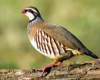 Aesthetic Partridge Bird diamond painting