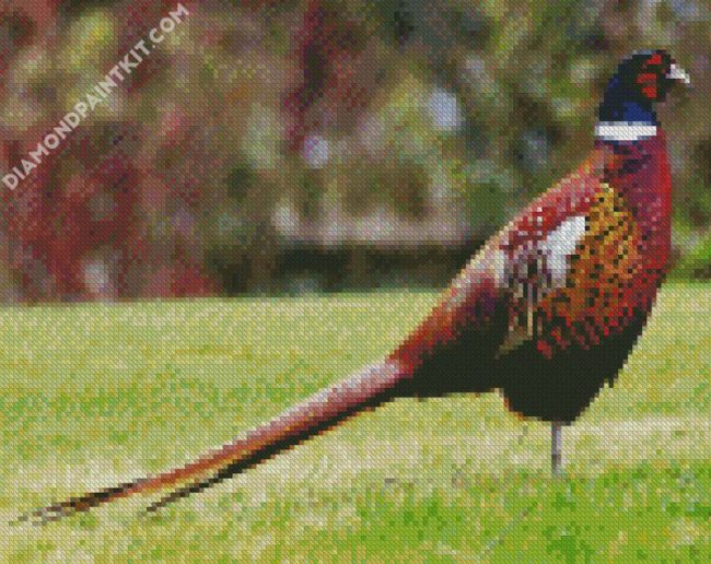 Aesthetic Pheasant Bird diamond painting