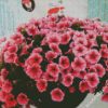 Aesthetic Pink Petunias diamond painting