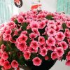 Aesthetic Pink Petunias diamond painting