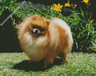 Aesthetic Pomeranian diamond painting