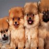 Aesthetic Pomeranian Dogs diamond painting