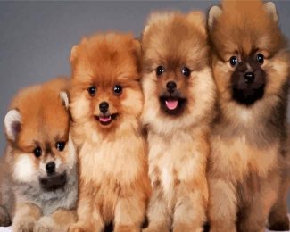 Aesthetic Pomeranian Dogs diamond painting