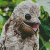 Aesthetic Potoo Bird Illustration diamond painting