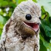 Aesthetic Potoo Bird Illustration diamond painting