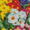 Aesthetic Primroses diamond painting