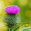 Aesthetic Scottish Thistle diamond painting