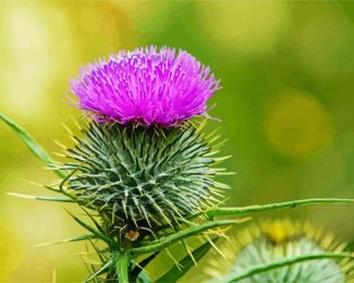 Aesthetic Scottish Thistle diamond painting