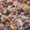 Aesthetic Seashells Illustration diamond painting