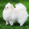 Aesthetic White Pomeranian diamond painting