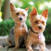 Aesthetic Yorkies diamond painting