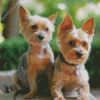 Aesthetic Yorkies diamond painting