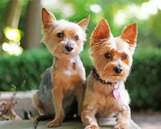 Aesthetic Yorkies diamond painting