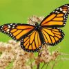 Aesttehtic Monarch Butterfly diamond painting