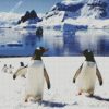 Antarctica Penguins diamond painting