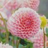 Baby Pink Dahlias Flower diamond painting