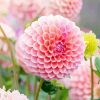 Baby Pink Dahlias Flower diamond painting