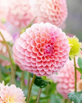 Baby Pink Dahlias Flower diamond painting